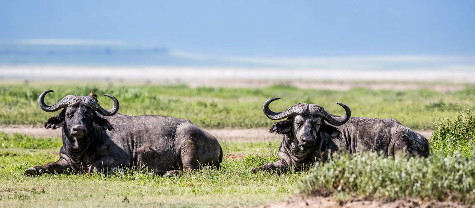 Tanzania_Serengeti_Liggande bufflar_Mickan_1900x831