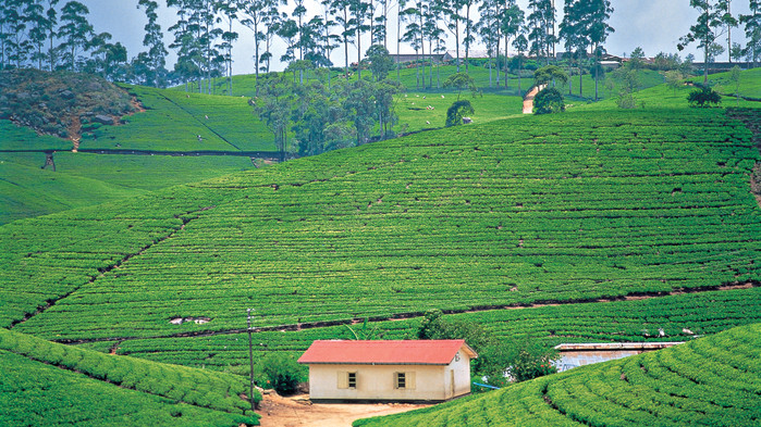 Teplantasjer i høylandet