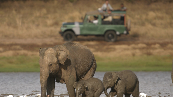 Elefanter i Yala nasjonalpark