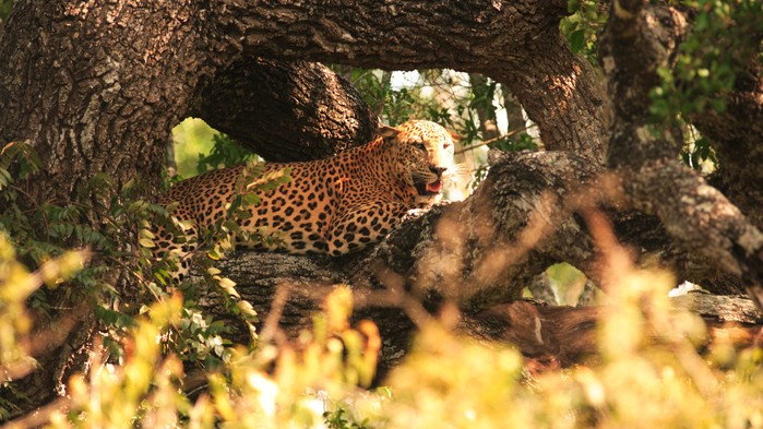 Leopard i Yala nasjonalpark
