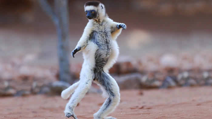 Med litt flaks ser man dansende lemurer i Andasibe og Ranomafana