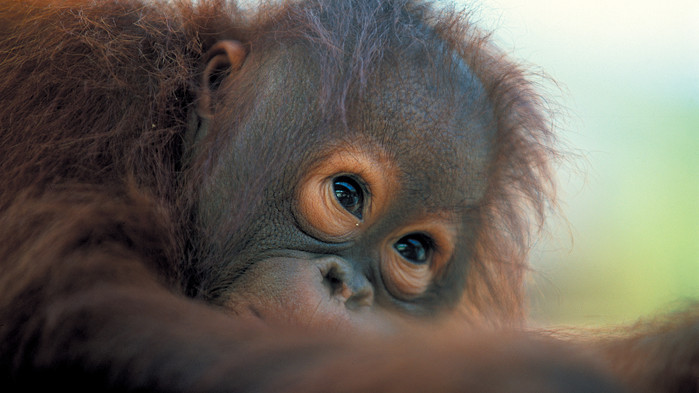 Orangutangbaby i Sepilok