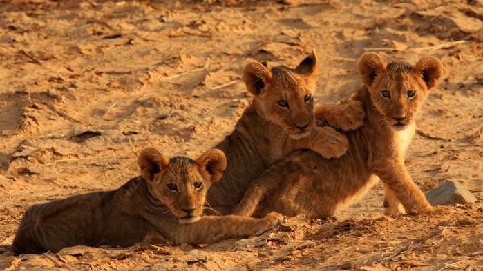 Løveunger under en safari i Masai Mara.