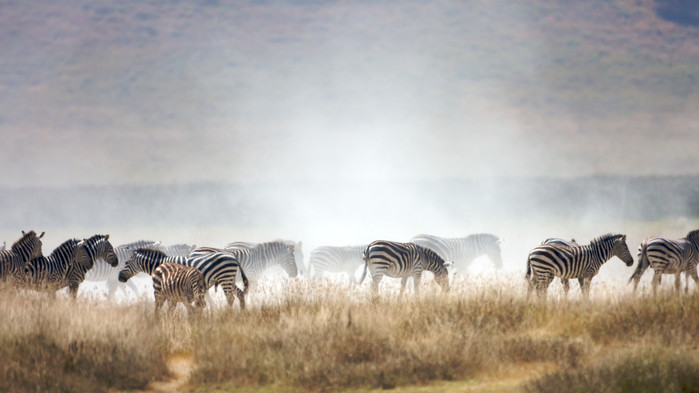 <P>Sebraflokk, Ngorongoro.</P>