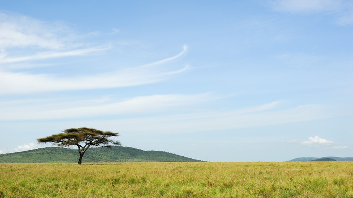 Serengetis vidstrakte savanne